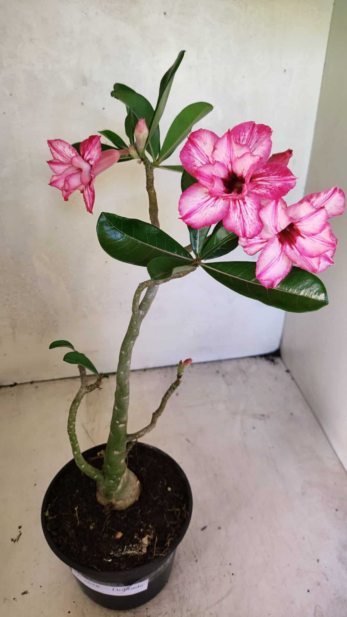 Planta Dobrada 3658 – 35cm – 03 anos - imagem 2