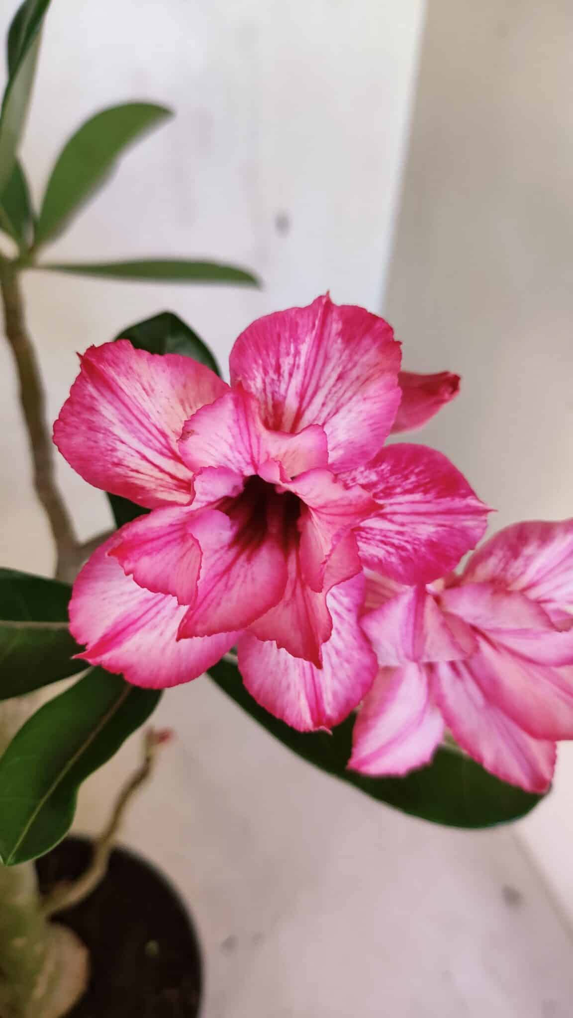 Planta Dobrada 3658 – 35cm – 03 anos - imagem 3