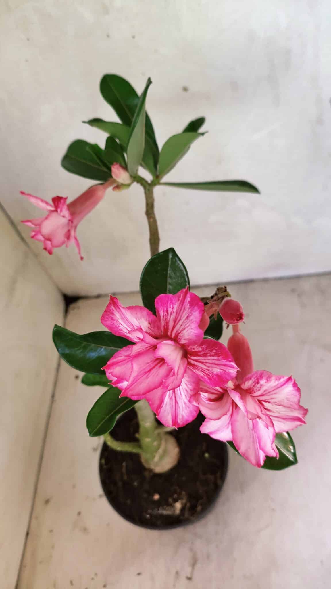 Planta Dobrada 3658 – 35cm – 03 anos - imagem 8