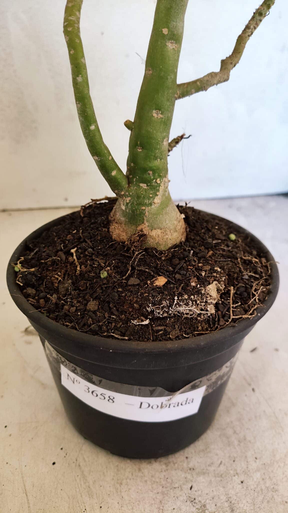 Planta Dobrada 3658 – 35cm – 03 anos - imagem 7
