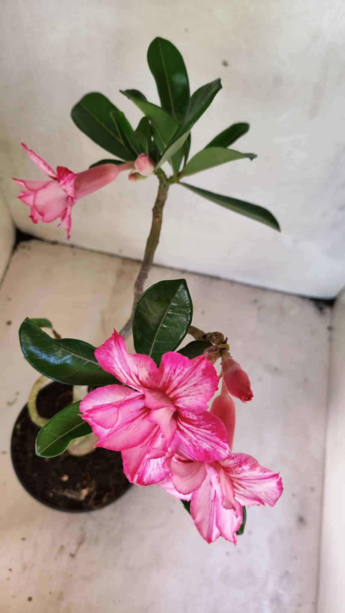 Planta Dobrada 3658 – 35cm – 03 anos - imagem 4