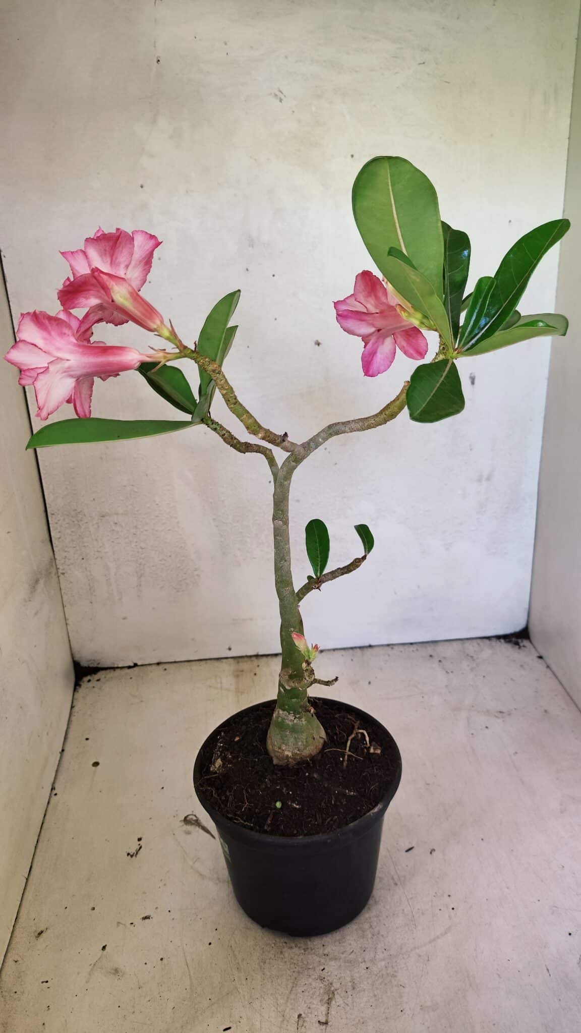 Planta Dobrada 3658 – 35cm – 03 anos - imagem 6