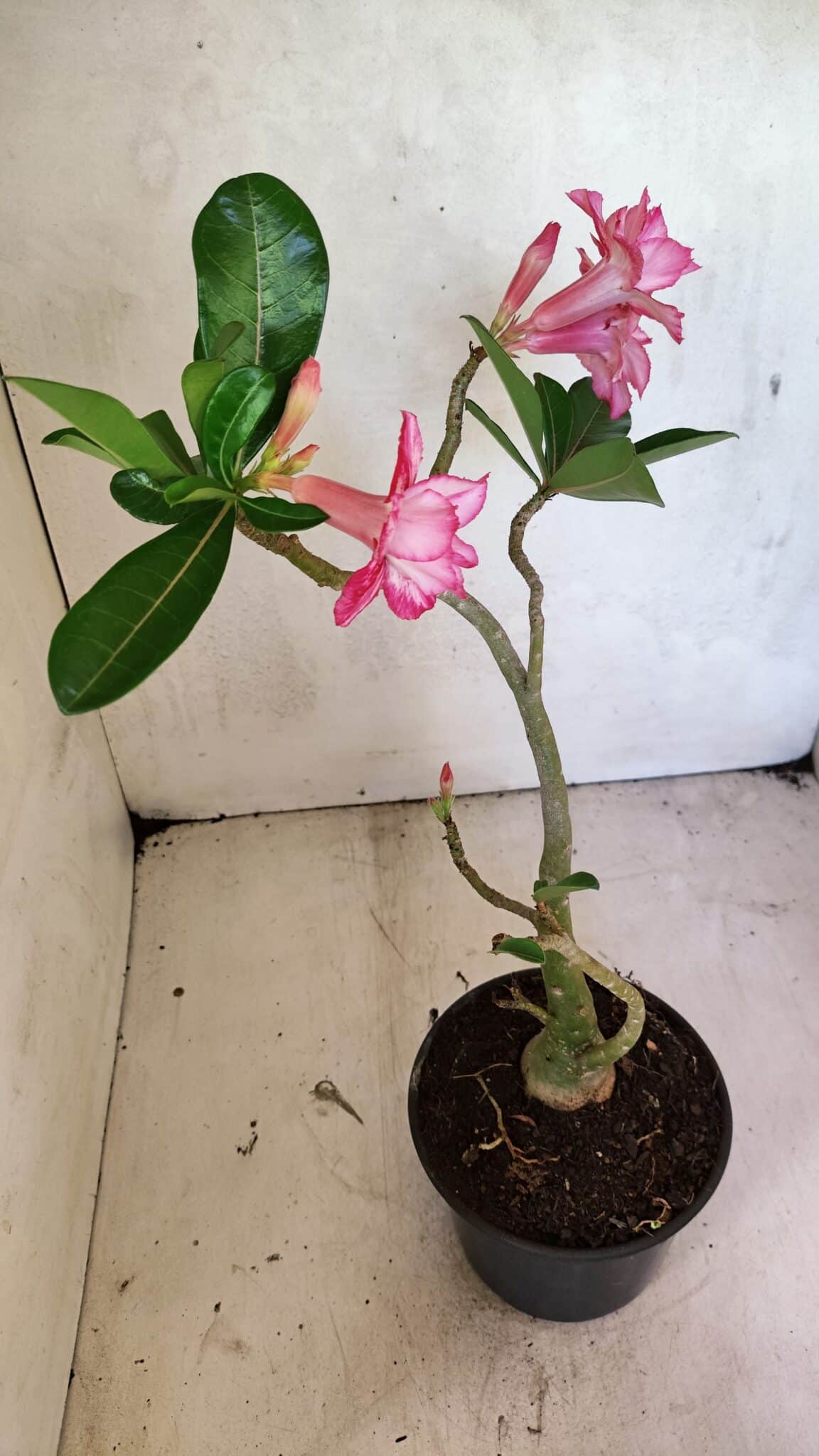 Planta Dobrada 3658 – 35cm – 03 anos - imagem 5
