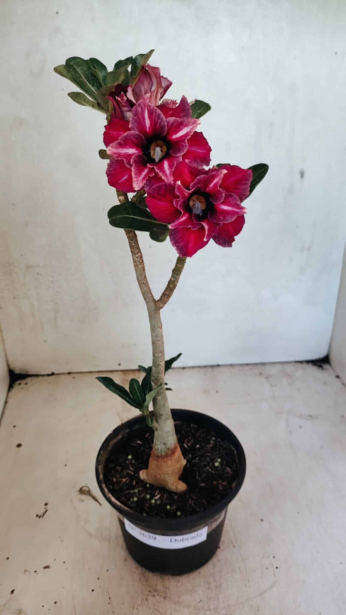 Planta Dobrada 3659 – 30cm – 02 anos - foto 2