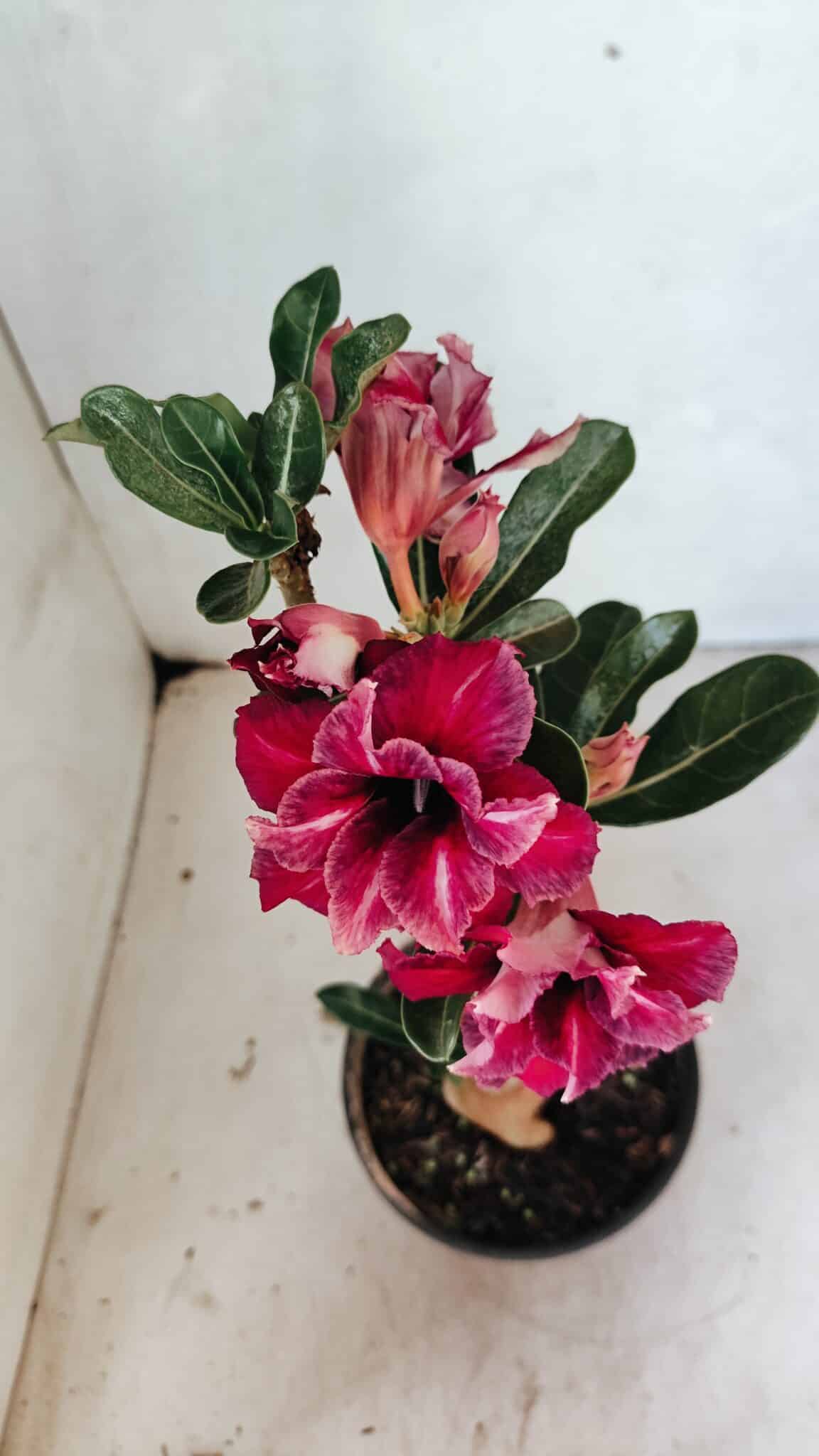 Planta Dobrada 3659 – 30cm – 02 anos - foto 4