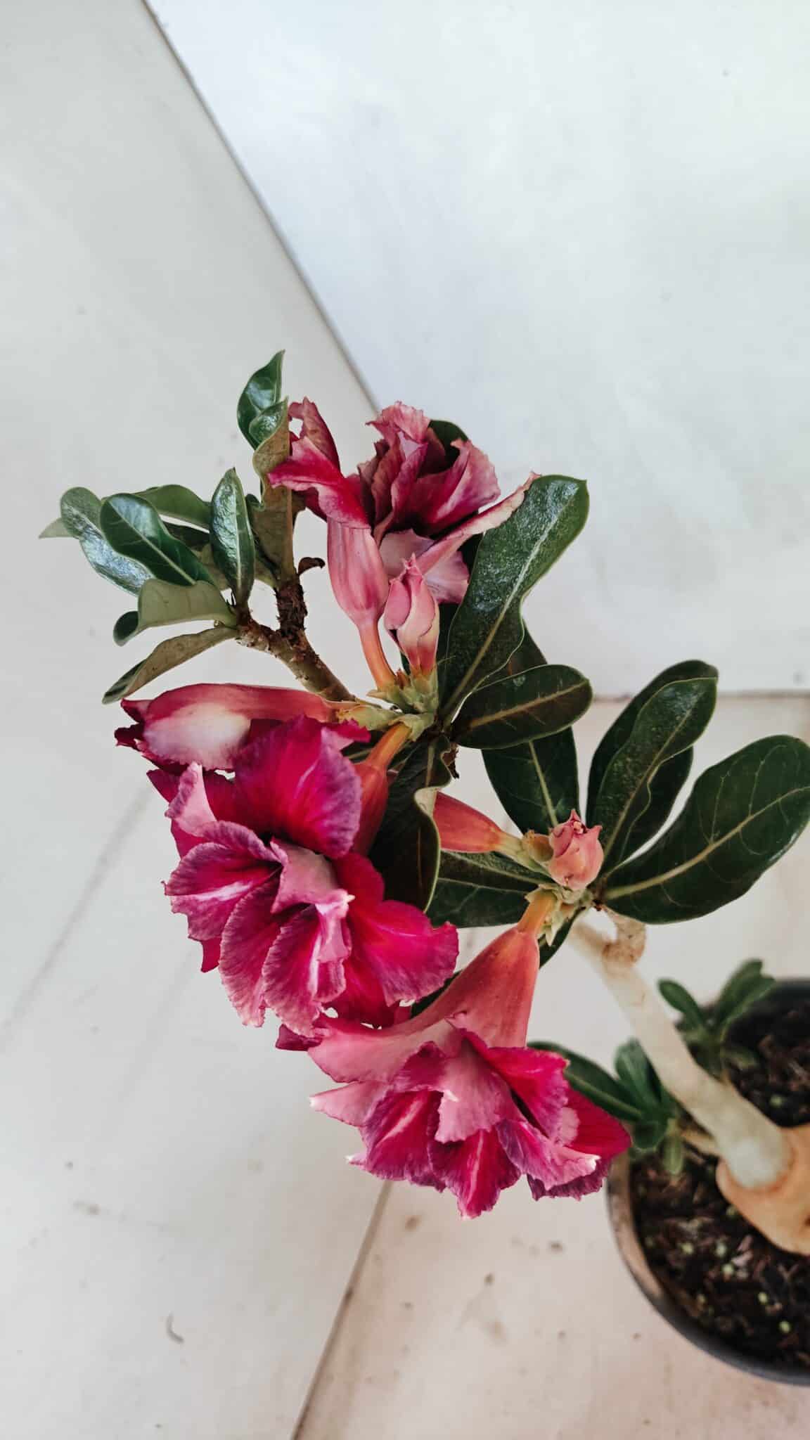 Planta Dobrada 3659 – 30cm – 02 anos - foto 7