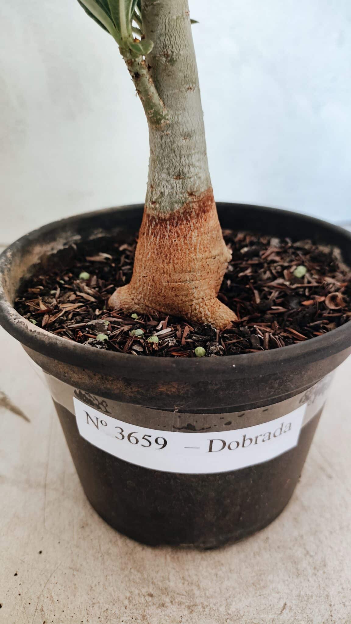 Planta Dobrada 3659 – 30cm – 02 anos - foto 6