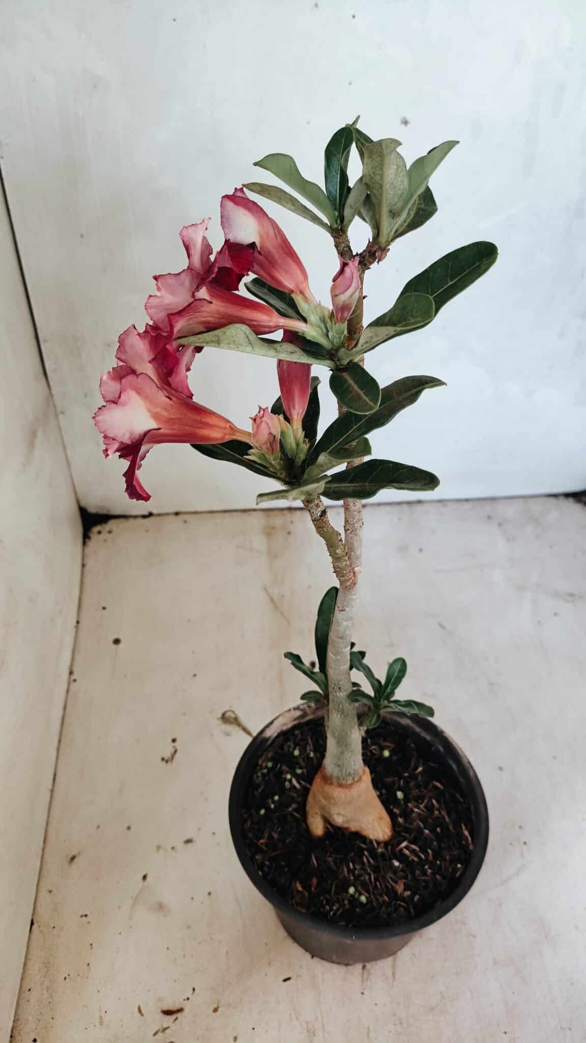 Planta Dobrada 3659 – 30cm – 02 anos - foto 5