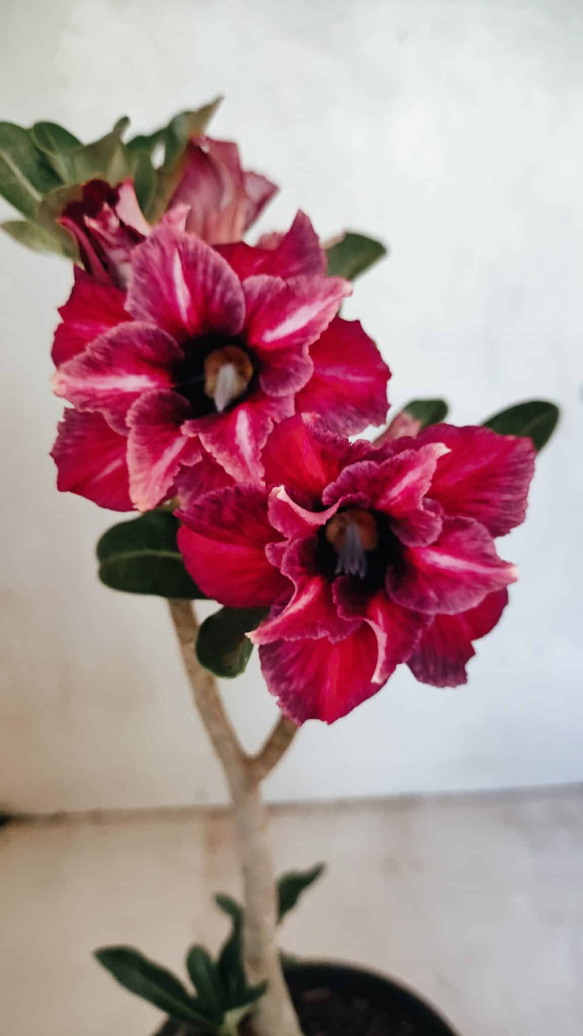 Planta Dobrada 3659 – 30cm – 02 anos - foto 3