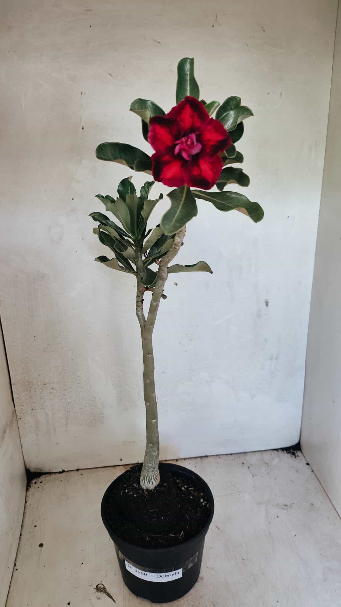 Planta Dobrada 3660 – 35cm – 03 anos - foto 2