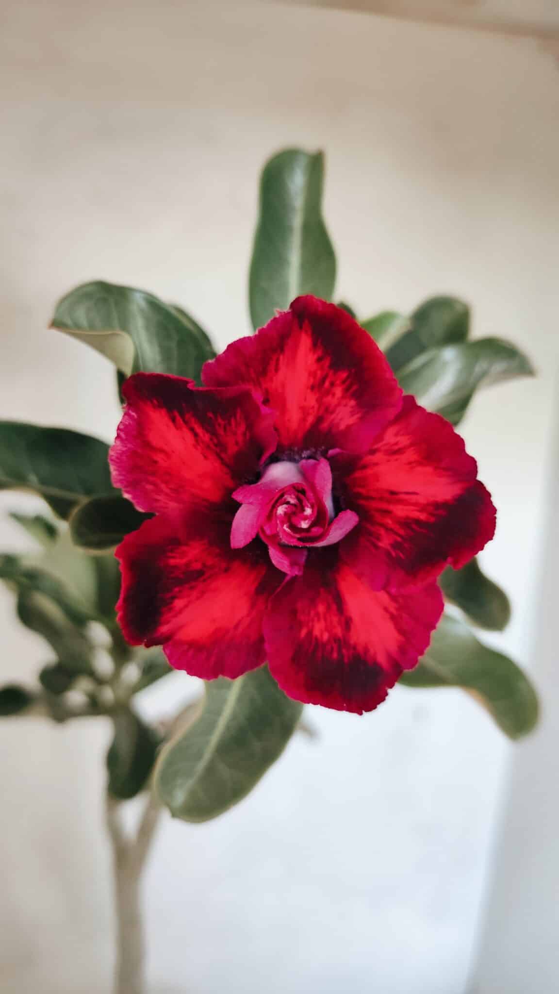Planta Dobrada 3660 – 35cm – 03 anos - foto 3