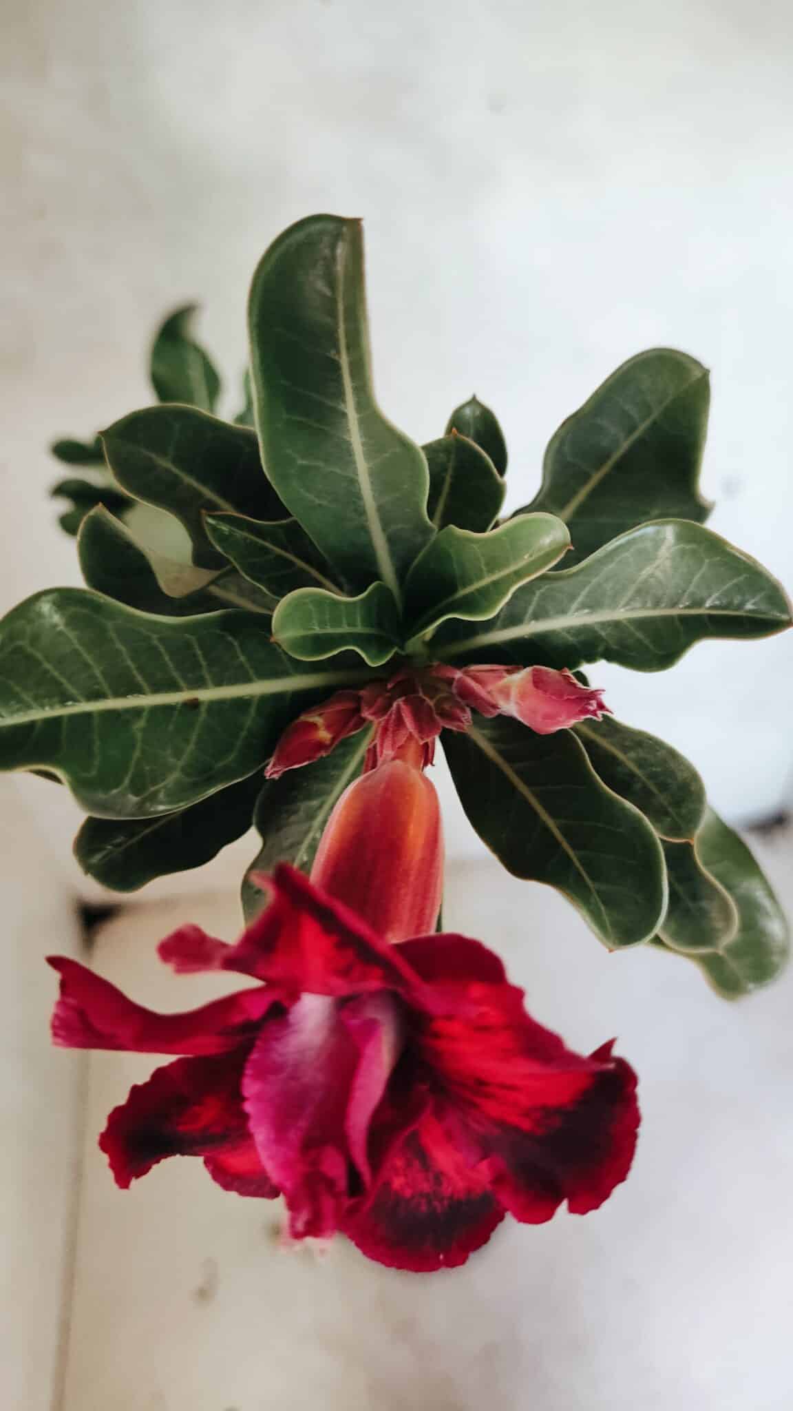Planta Dobrada 3660 – 35cm – 03 anos - foto 4