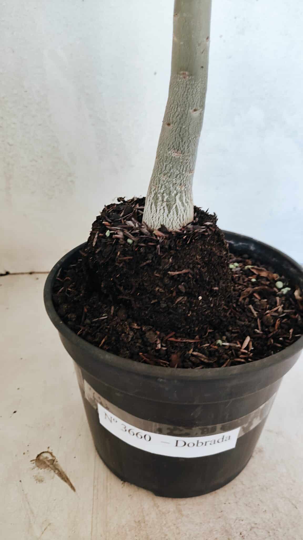 Planta Dobrada 3660 – 35cm – 03 anos - foto 6