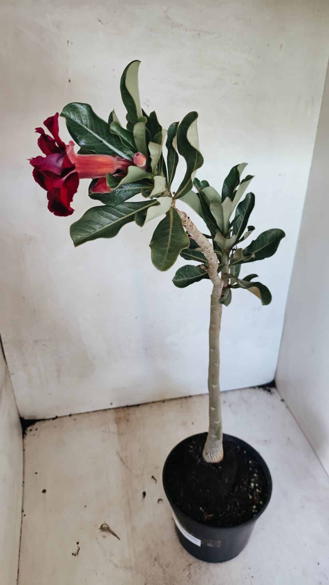 Planta Dobrada 3660 – 35cm – 03 anos - foto 5