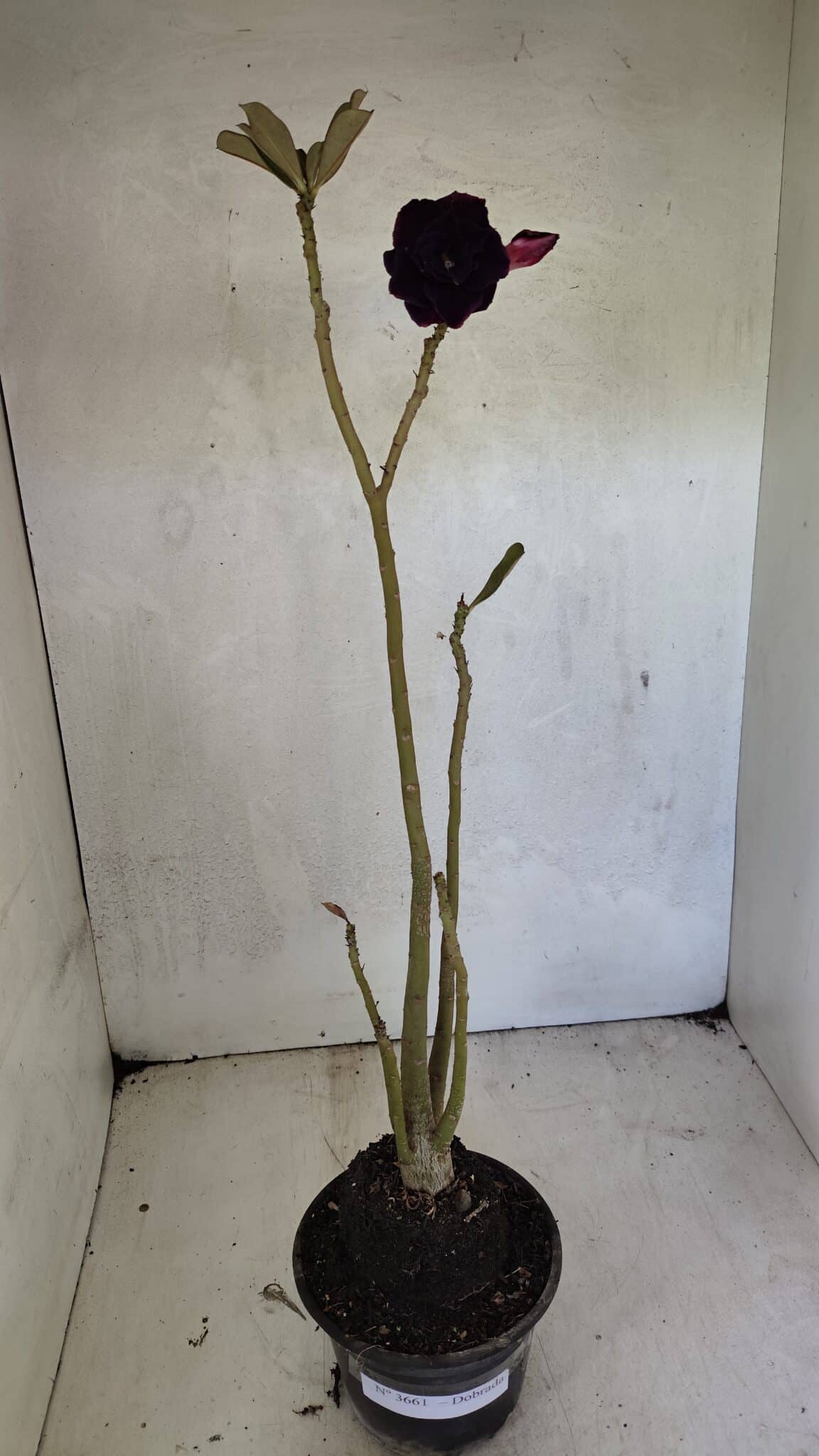 Planta Dobrada 3661 – 35cm – 03 anos - foto 2