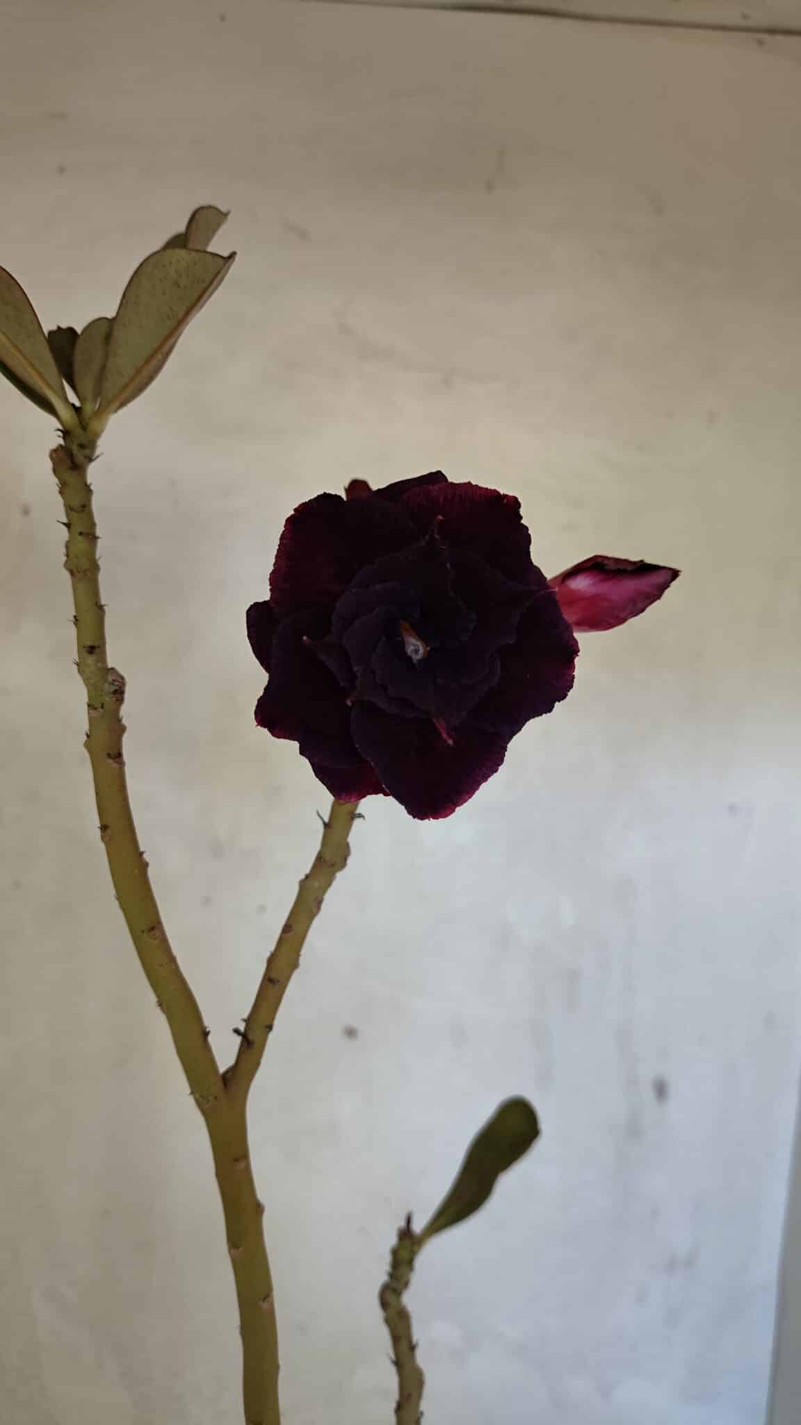 Planta Dobrada 3661 – 35cm – 03 anos - foto 4
