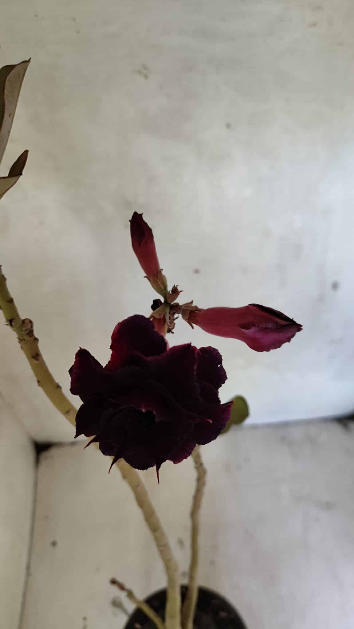 Planta Dobrada 3661 – 35cm – 03 anos - foto 5