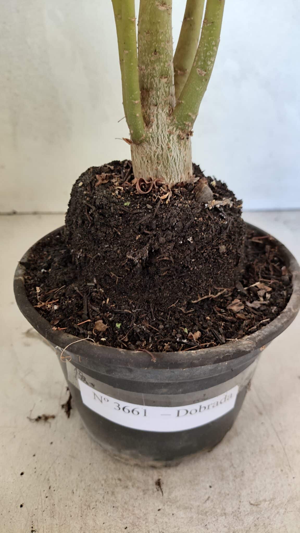 Planta Dobrada 3661 – 35cm – 03 anos - foto 7