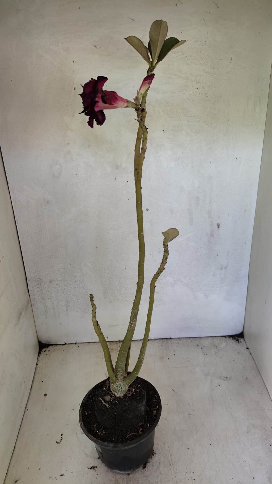 Planta Dobrada 3661 – 35cm – 03 anos - foto 6