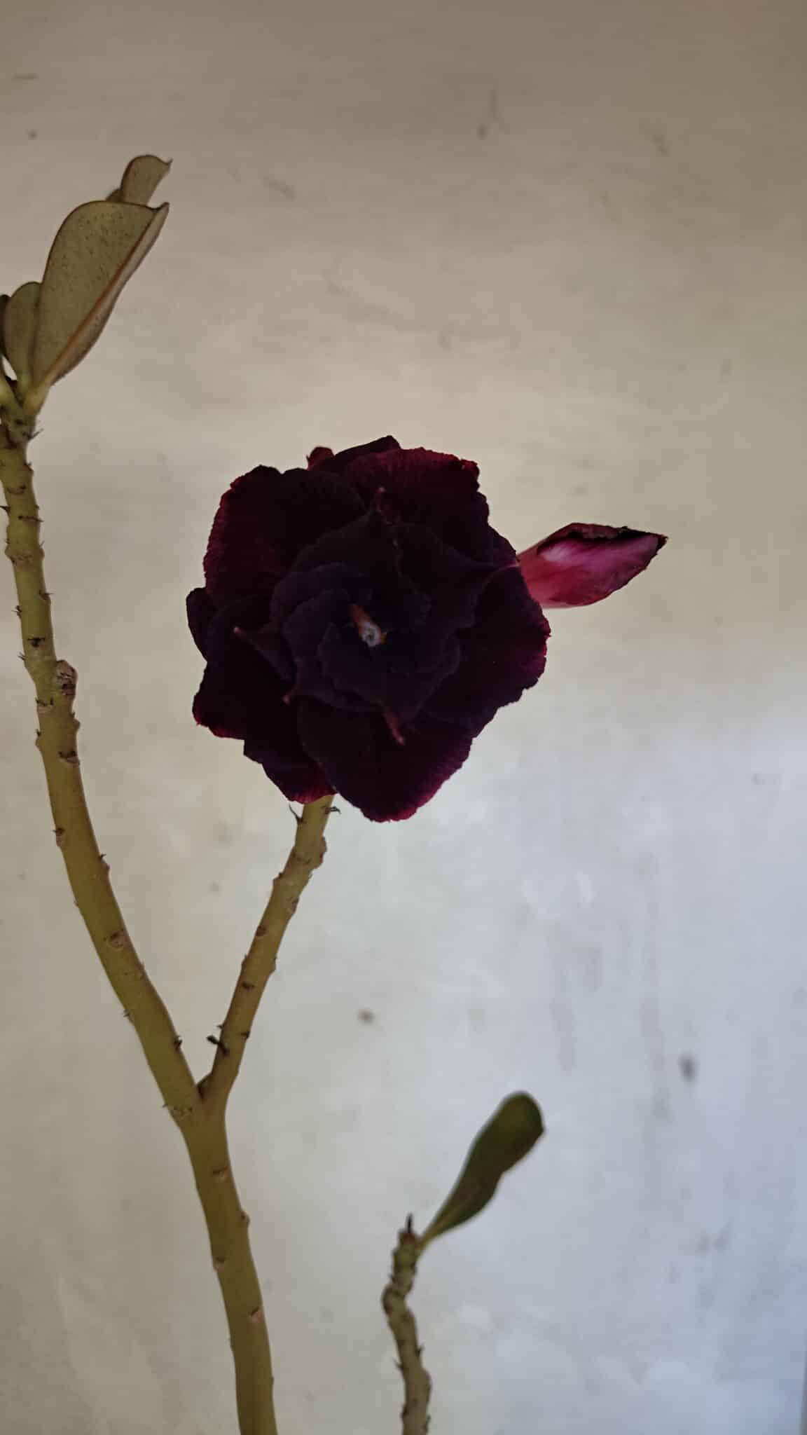 Planta Dobrada 3661 – 35cm – 03 anos - foto 3