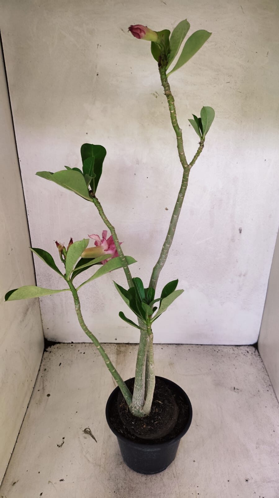 Planta Dobrada 3662 – 35cm – 03 anos - foto 5