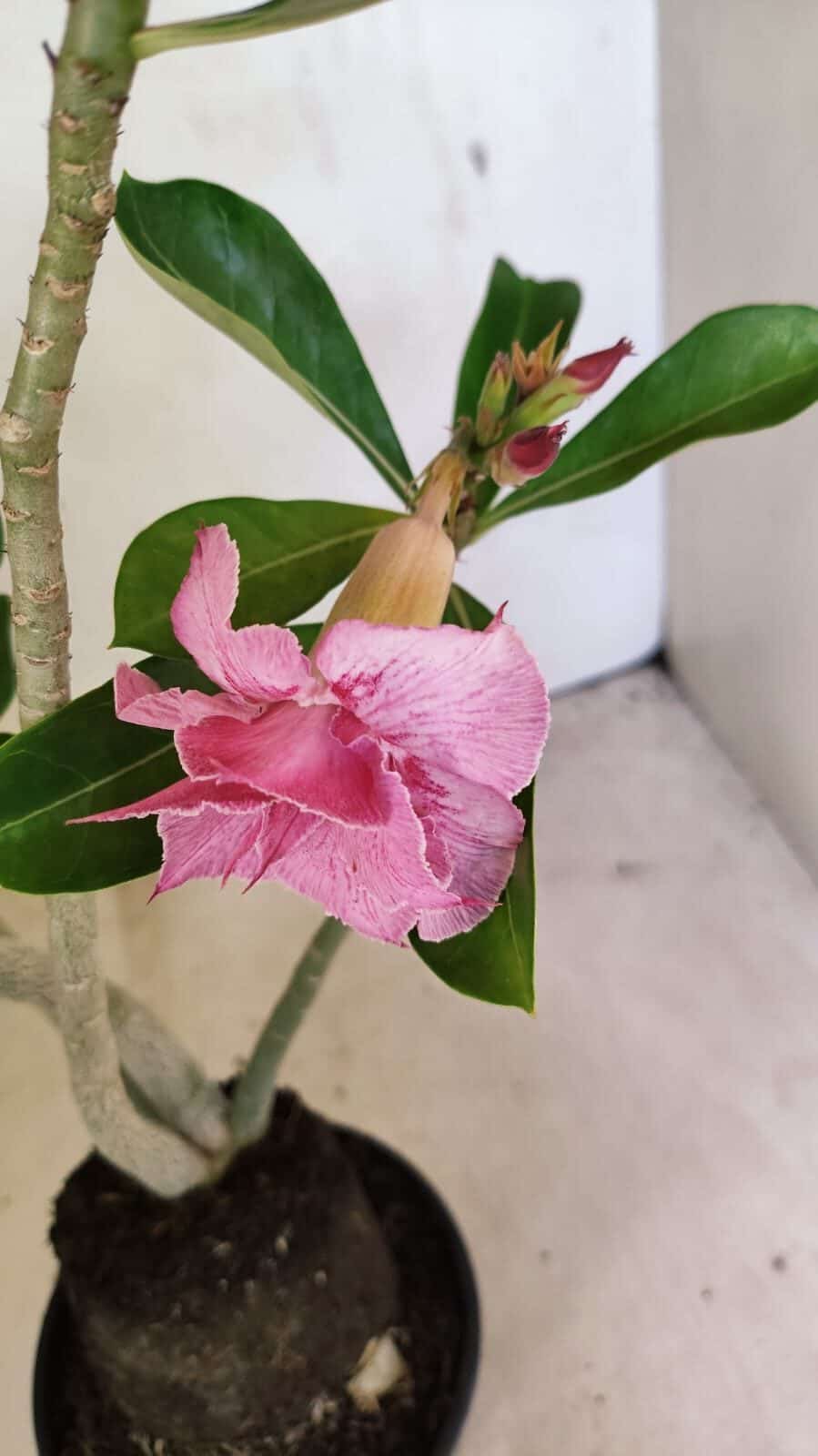 Planta Dobrada 3662 – 35cm – 03 anos - foto 4