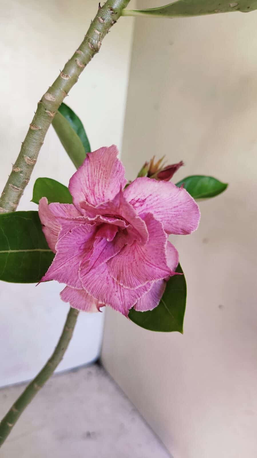 Planta Dobrada 3662 – 35cm – 03 anos - foto 3