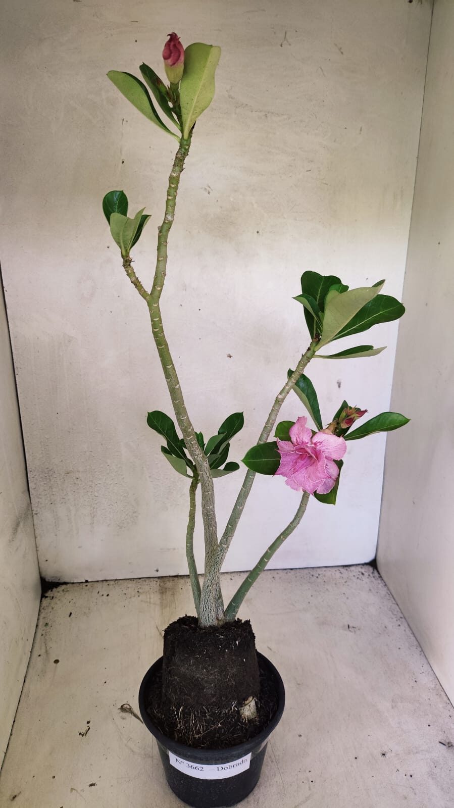 Planta Dobrada 3662 – 35cm – 03 anos - foto 2