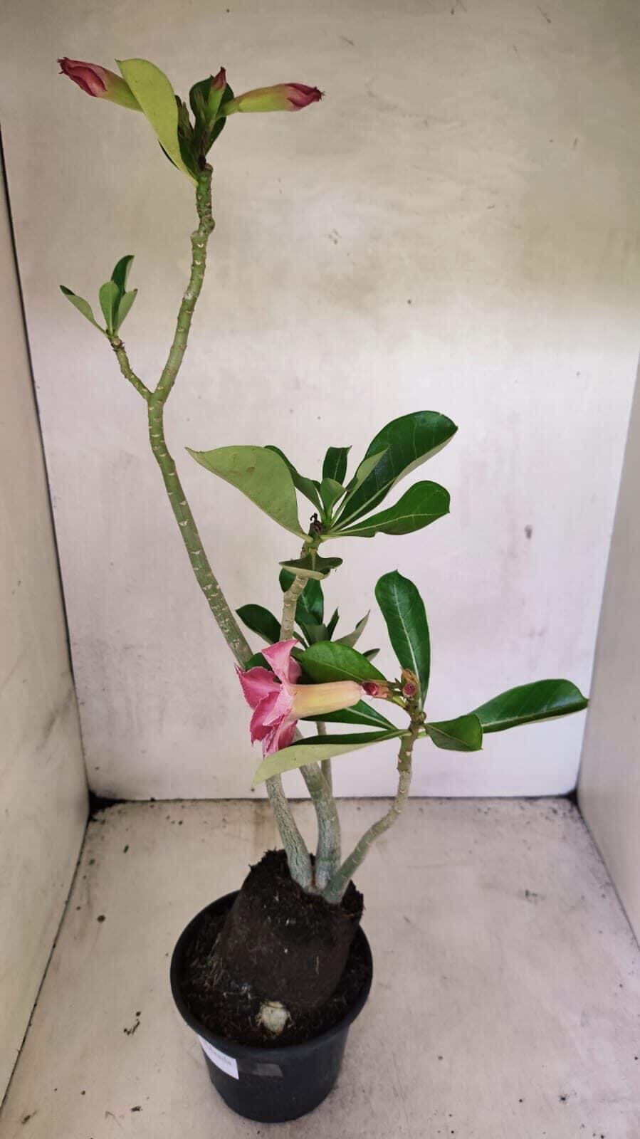 Planta Dobrada 3662 – 35cm – 03 anos - foto 7