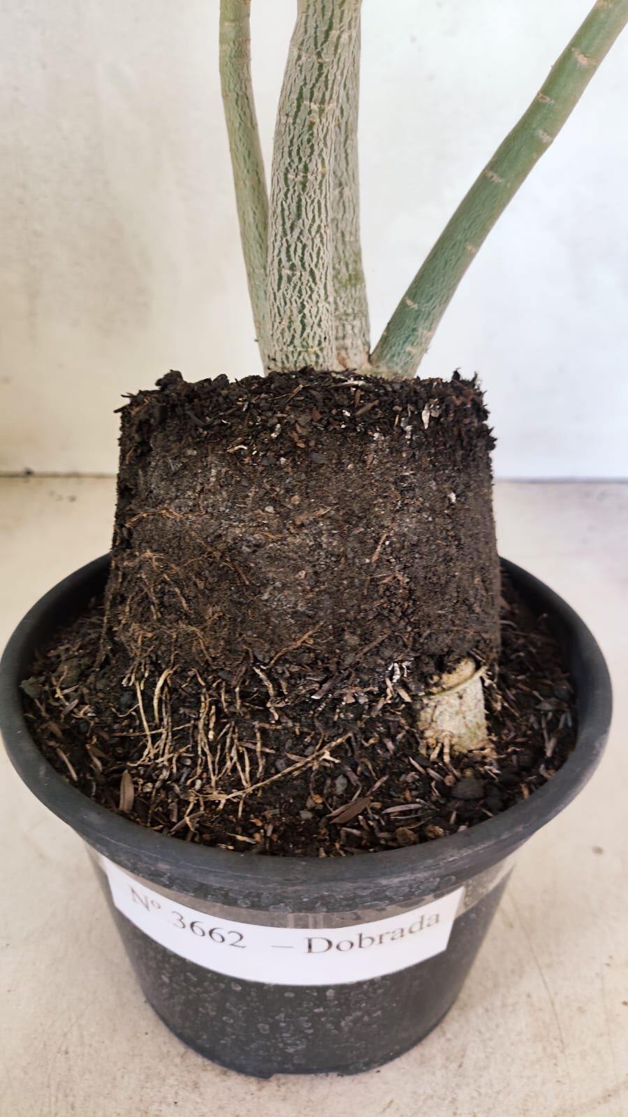 Planta Dobrada 3662 – 35cm – 03 anos - foto 6