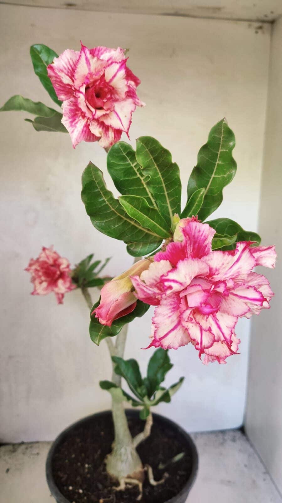 Planta Dobrada 3663 – 55cm – 04 anos - foto 4