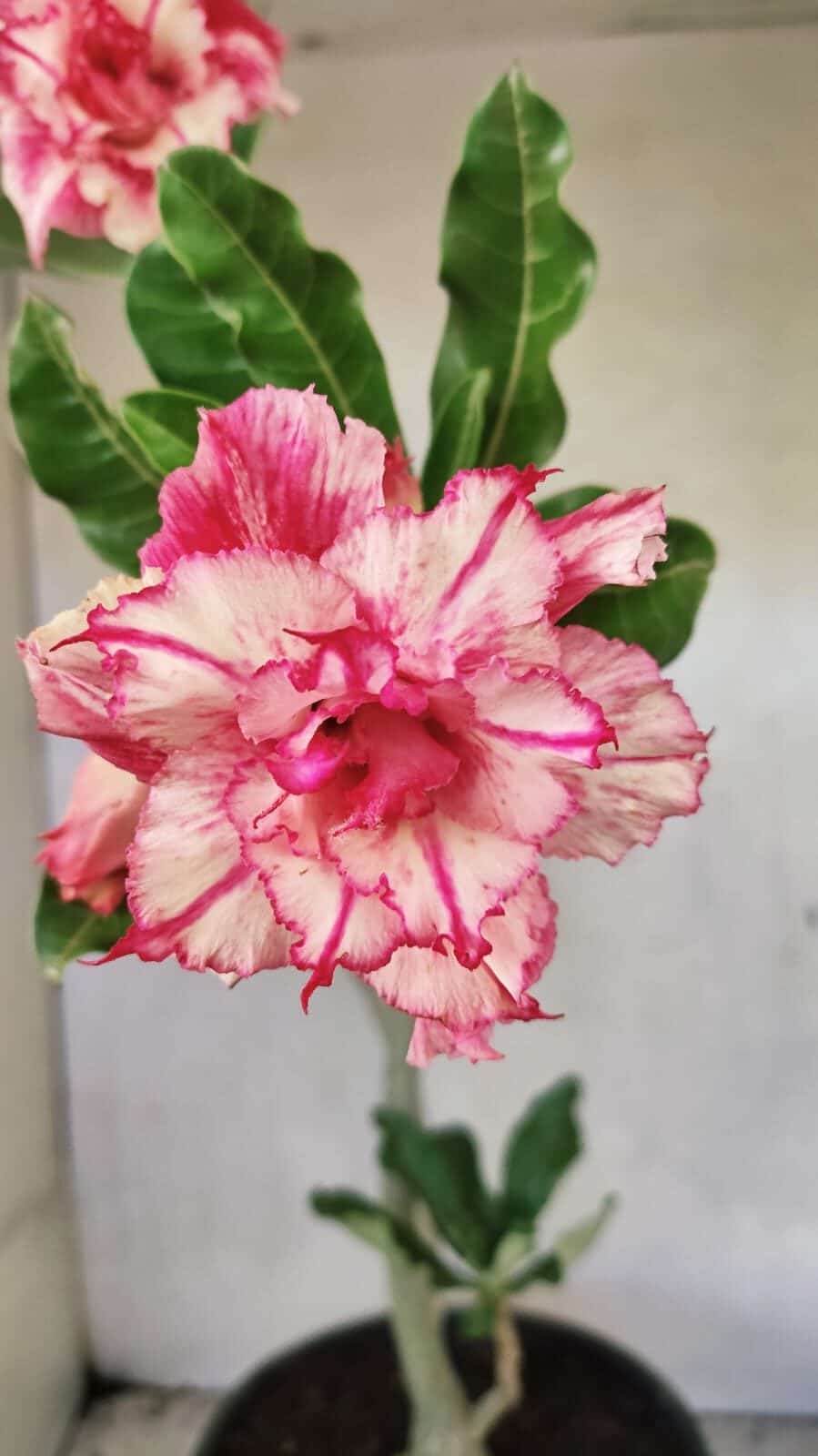 Planta Dobrada 3663 – 55cm – 04 anos - foto 3