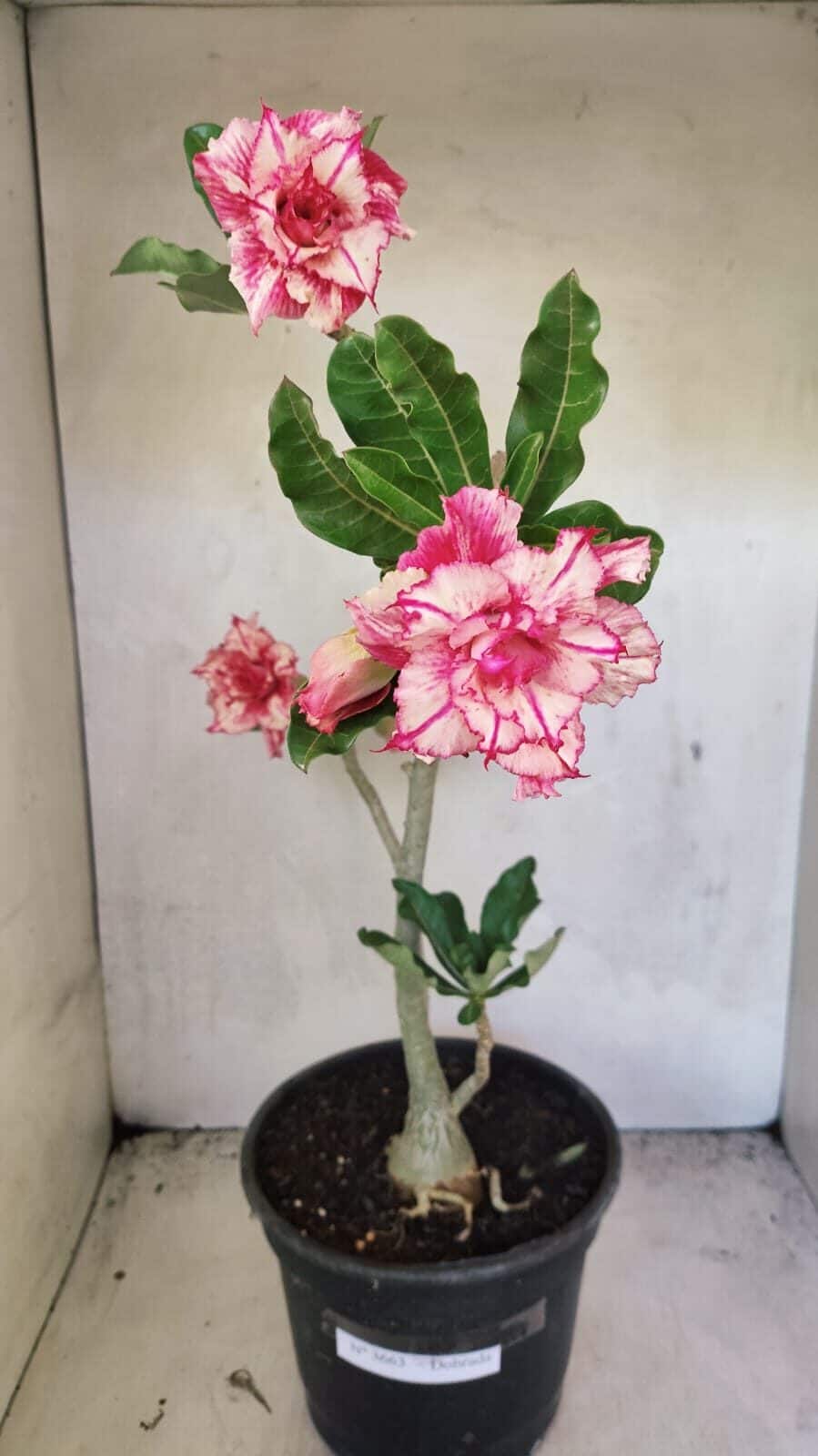Planta Dobrada 3663 – 55cm – 04 anos - foto 2