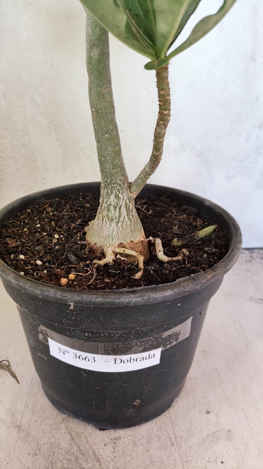 Planta Dobrada 3663 – 55cm – 04 anos - foto 9