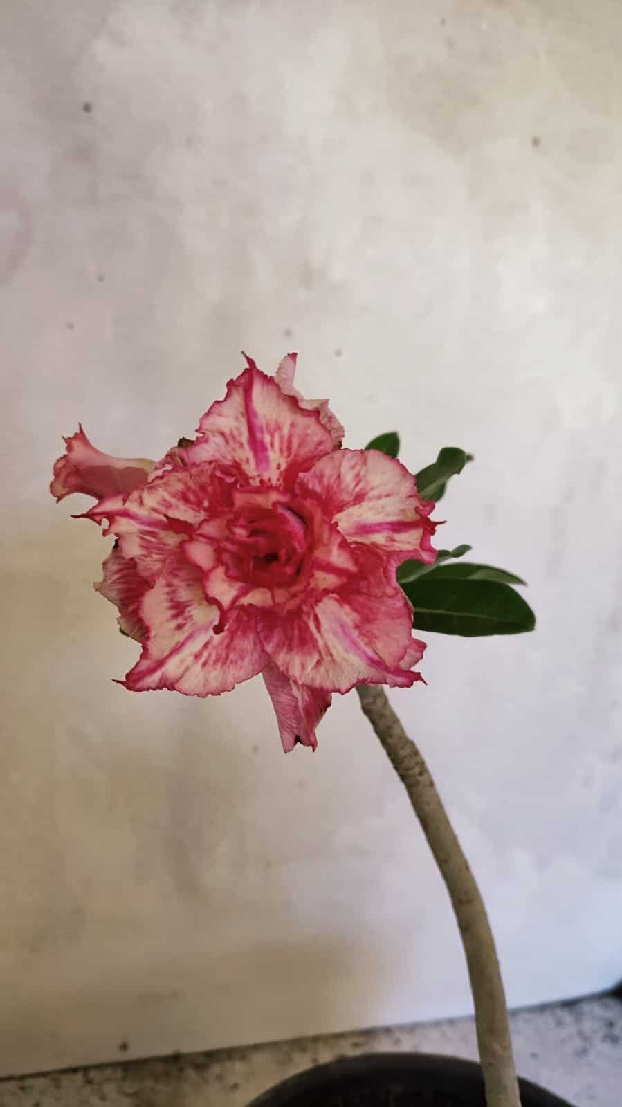 Planta Dobrada 3663 – 55cm – 04 anos - foto 6