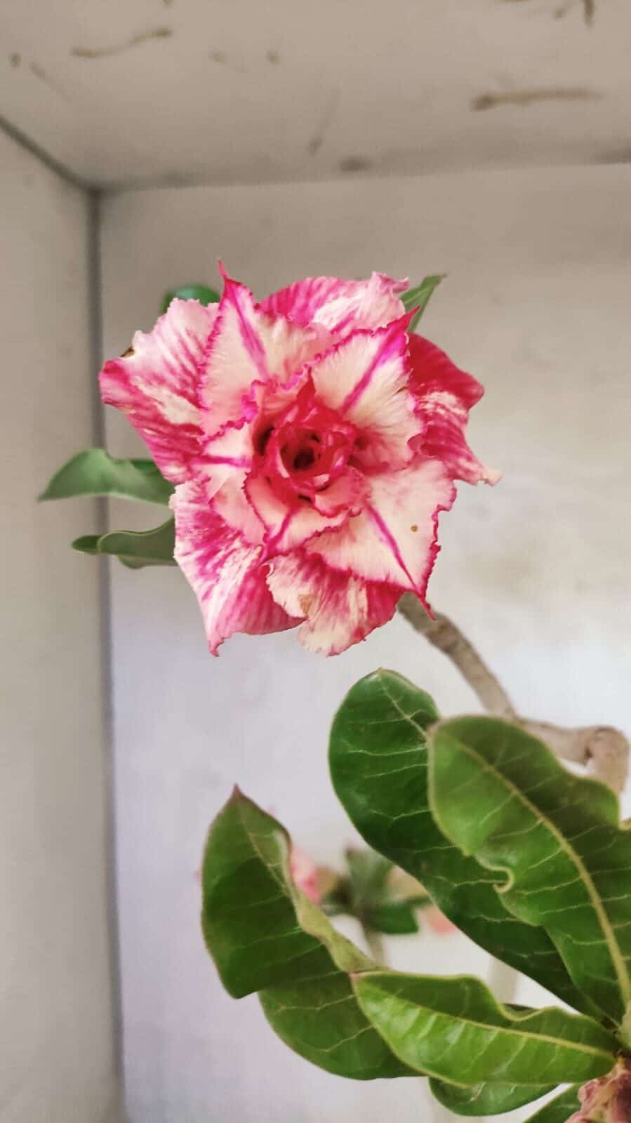 Planta Dobrada 3663 – 55cm – 04 anos - foto 5