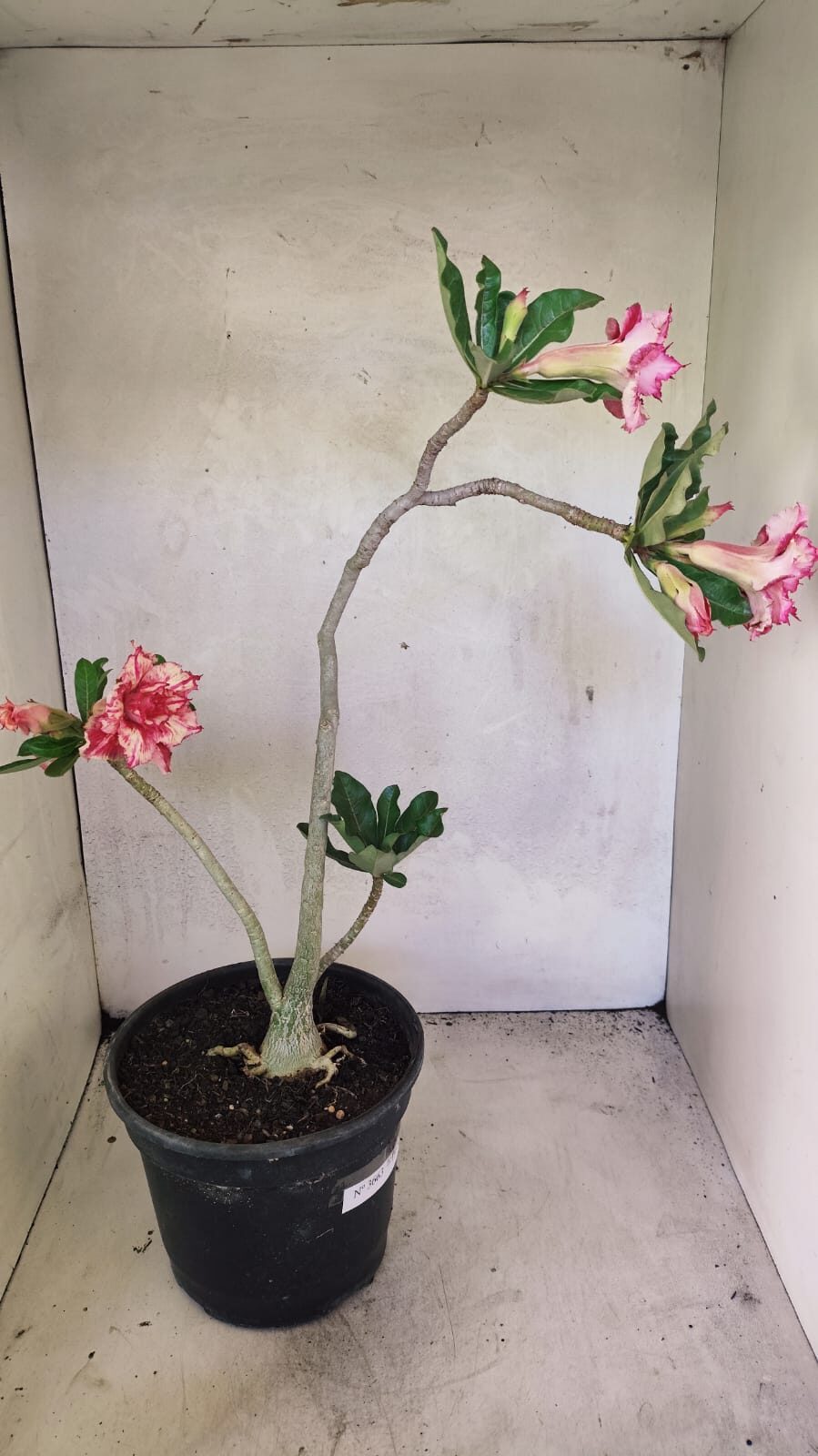 Planta Dobrada 3663 – 55cm – 04 anos - foto 7
