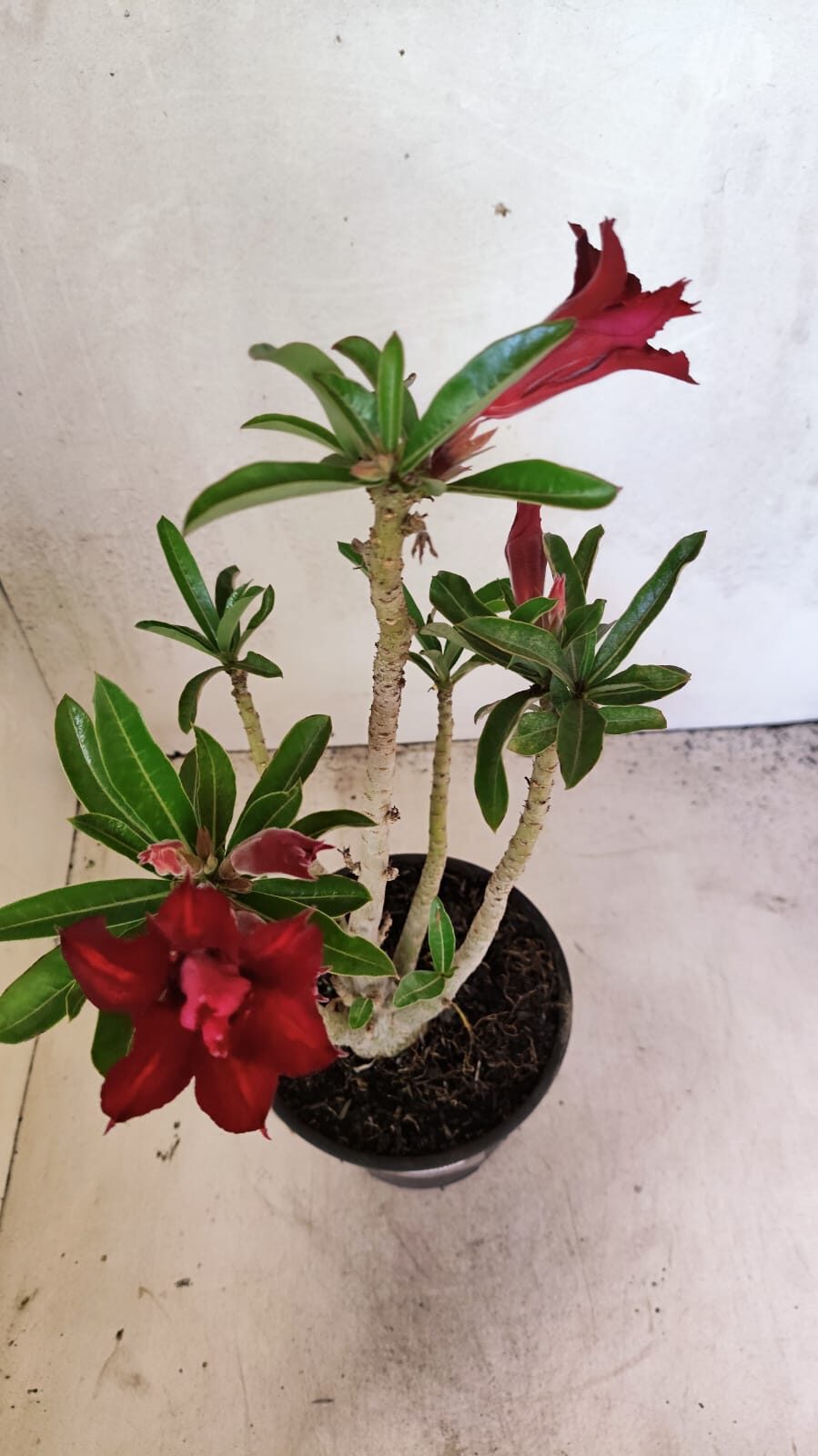 Planta Dobrada 3664 – 35cm – 03 anos - foto 4