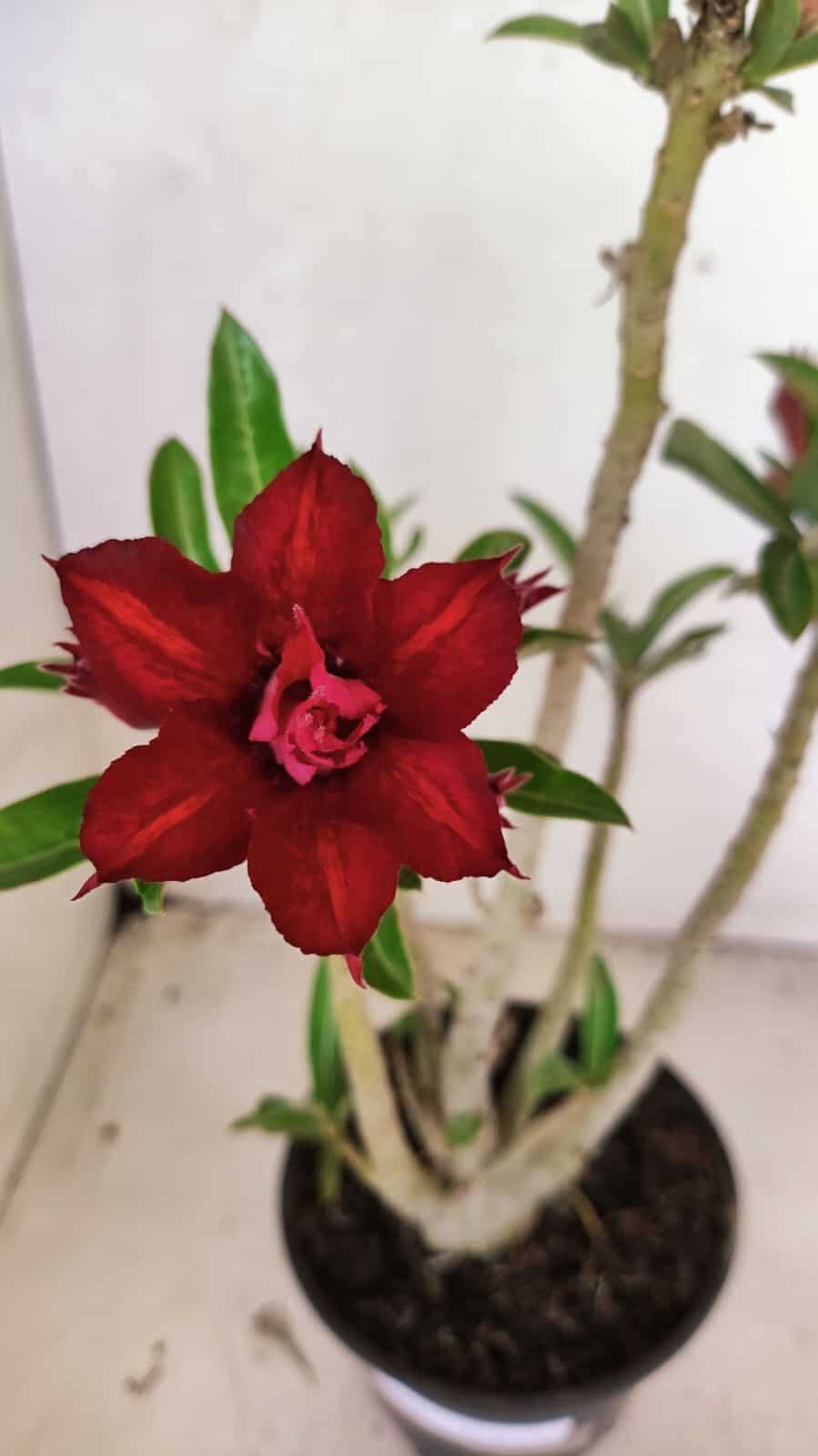Planta Dobrada 3664 – 35cm – 03 anos - foto 3