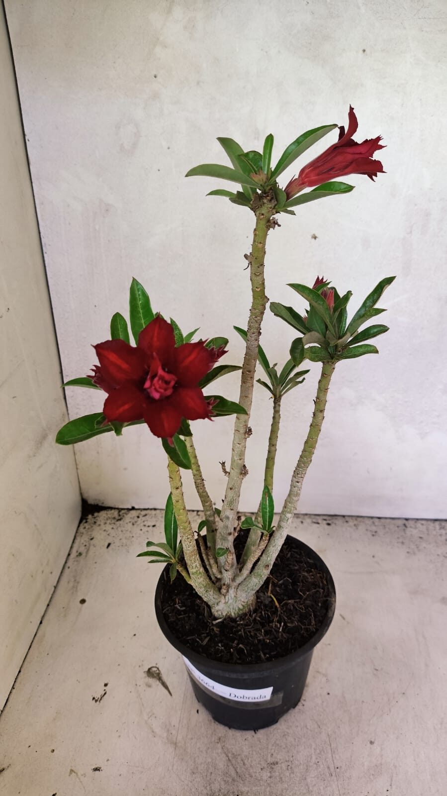 Planta Dobrada 3664 – 35cm – 03 anos - foto 2