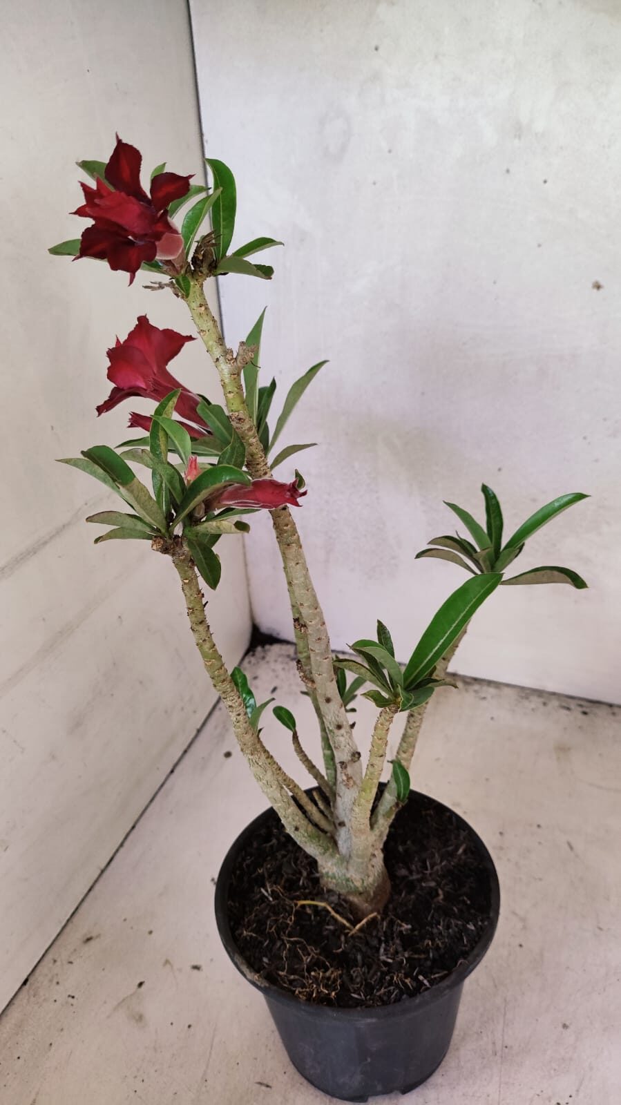 Planta Dobrada 3664 – 35cm – 03 anos - foto 7