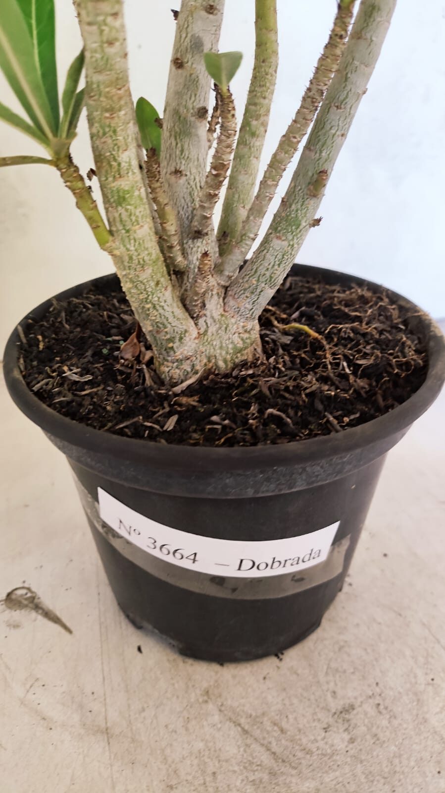 Planta Dobrada 3664 – 35cm – 03 anos - foto 6
