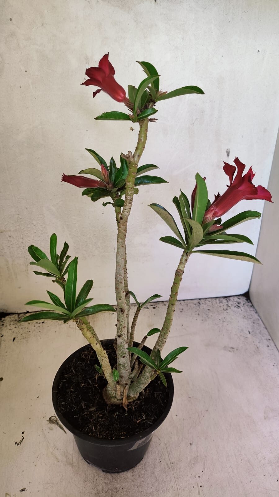 Planta Dobrada 3664 – 35cm – 03 anos - foto 5