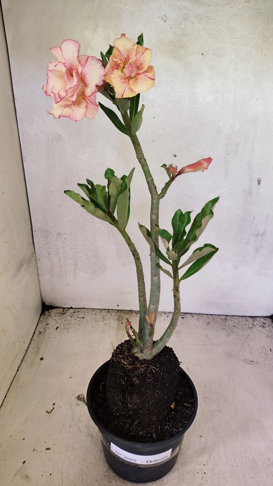 Planta Dobrada 3665 – 35cm – 03 anos - foto 6