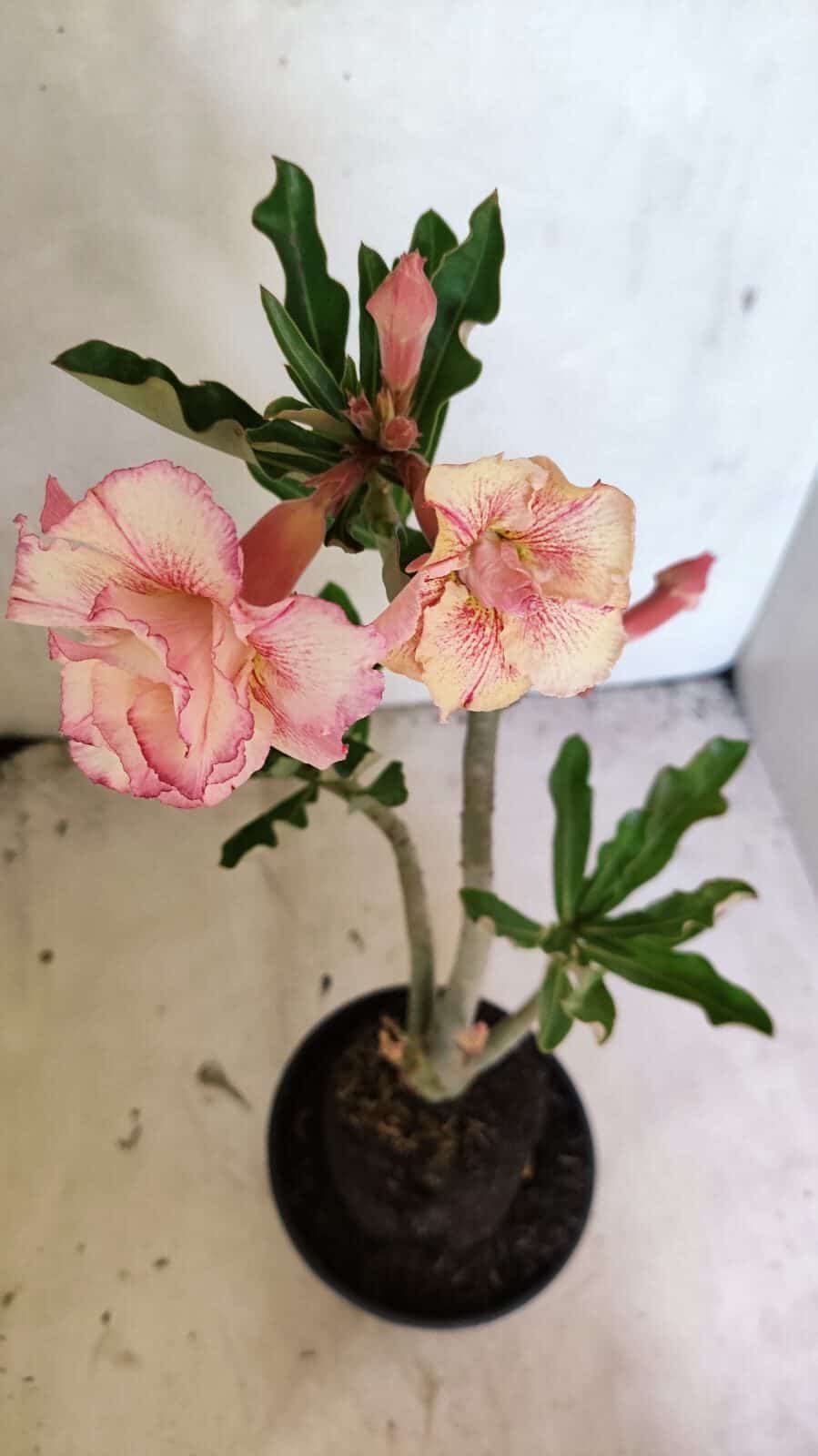 Planta Dobrada 3665 – 35cm – 03 anos - foto 2