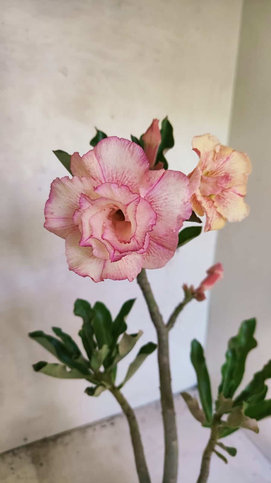 Planta Dobrada 3665 – 35cm – 03 anos - foto 5
