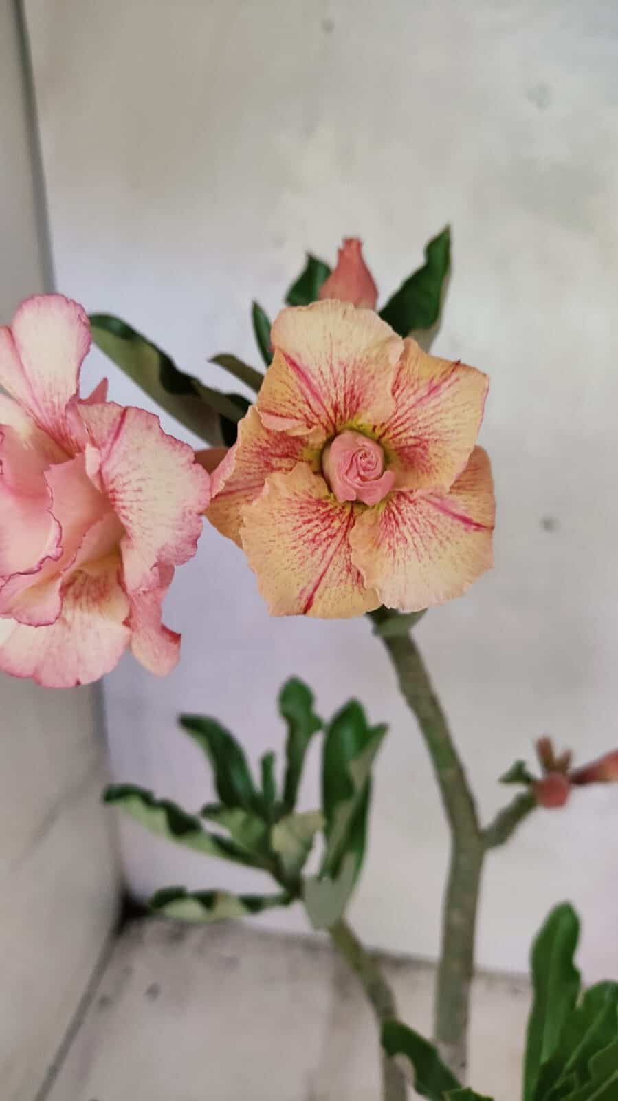 Planta Dobrada 3665 – 35cm – 03 anos - foto 3