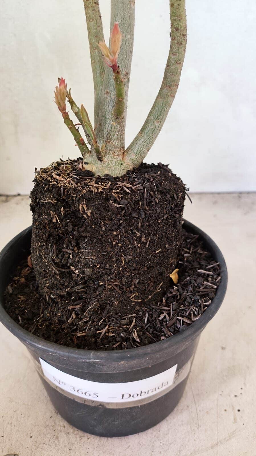 Planta Dobrada 3665 – 35cm – 03 anos - foto 7