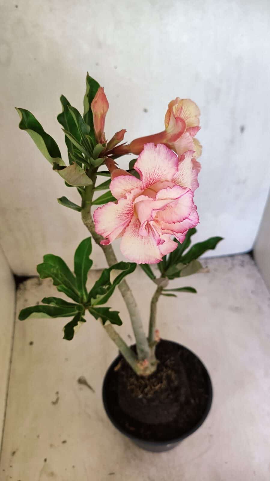 Planta Dobrada 3665 – 35cm – 03 anos - foto 4