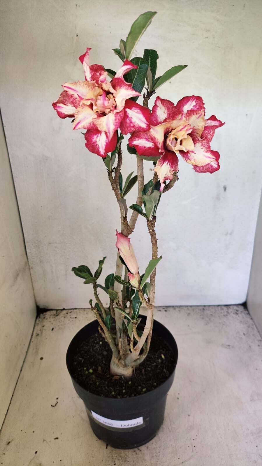 Planta Dobrada 3666 – 50cm – 03 anos - foto 2